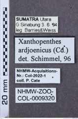 Etikett zu Mulsanteus wudangshanensis (Schimmel & Tarnawski, 2007)